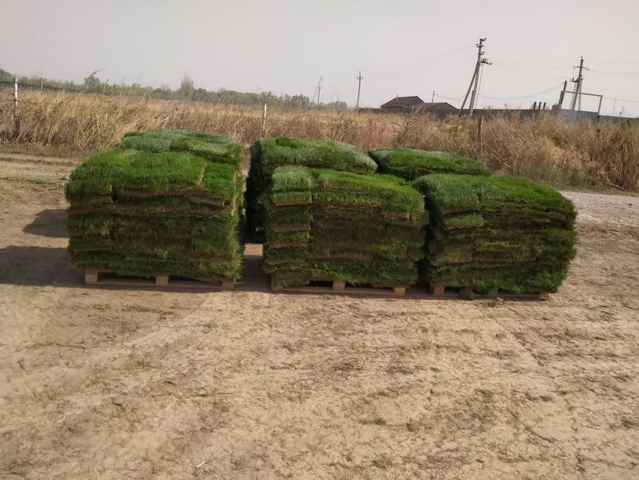 Газон рулонный и посевной