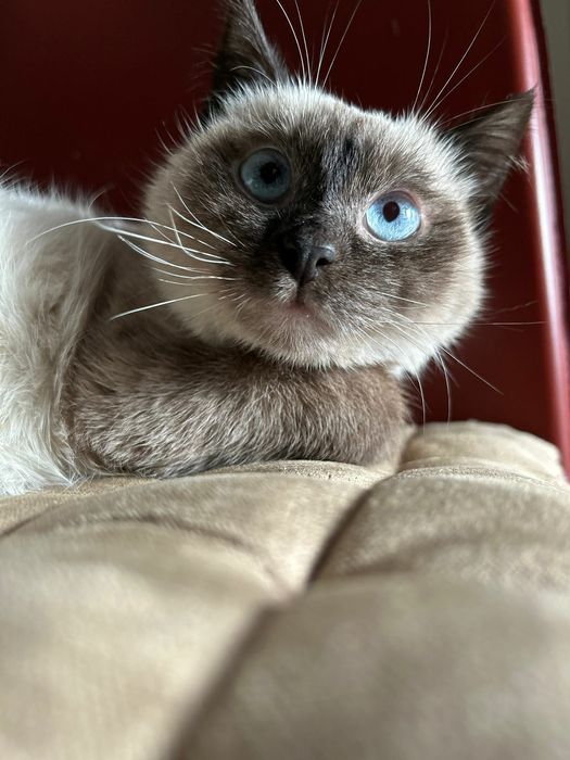 Молодая сиамская кошечка  6 месяцев