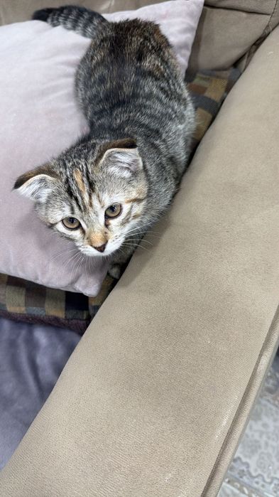 Кошка 3 месяцев,