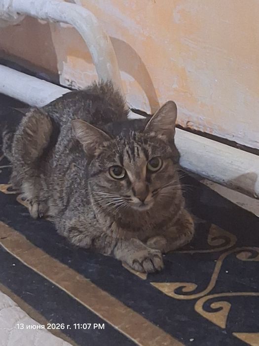Кошка бесплатно.