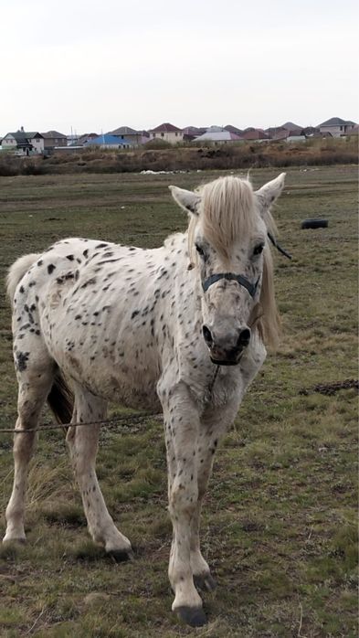 Продам лошадь в Кояндах
