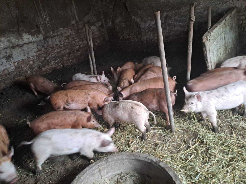 Малки Прасета бели и червени