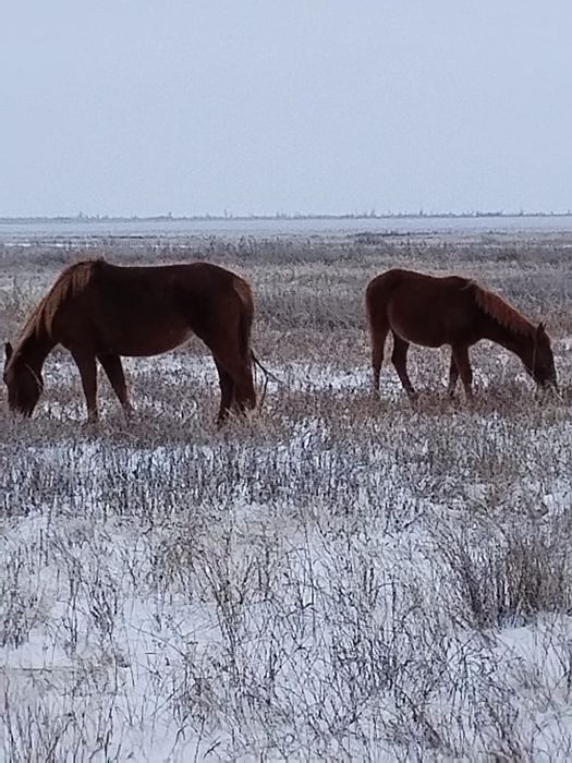 Лошади разных возрастов