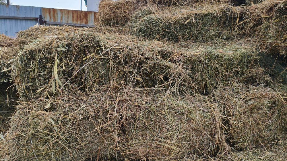 Продам сено люцерна в тюках