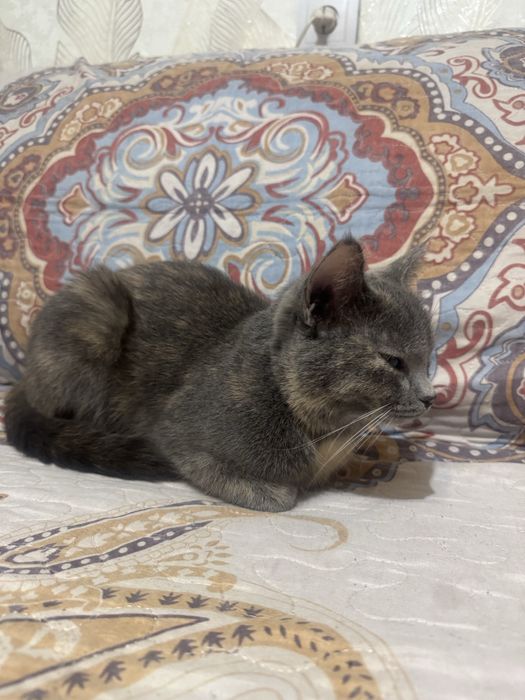 Отдам кошку в хорошие руки