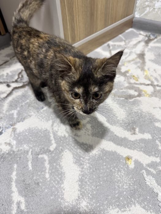 Котёнок девочка брошенная