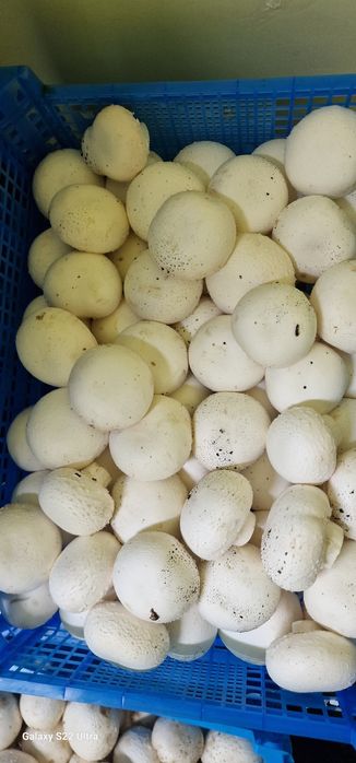 Грибы шампиньоны