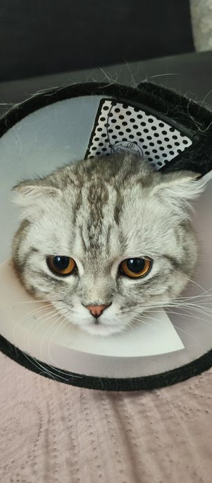 Отдам Кота. Породистый Британец.
