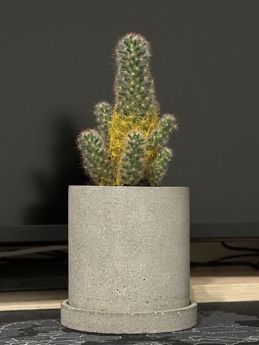 Бетонный горшок