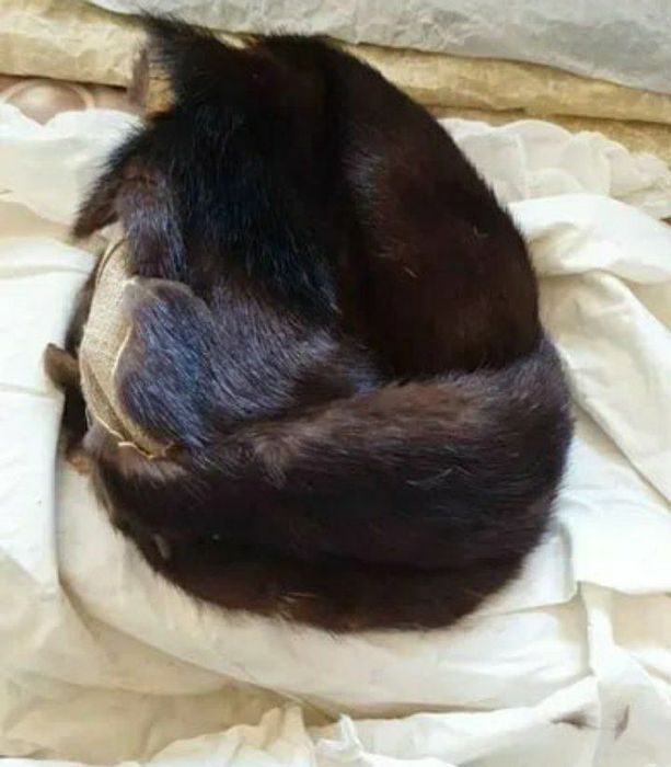 Шапка из песца и соболя. И шкурки соболя.