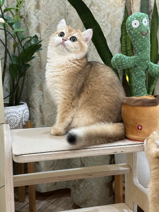 Шиншилла золотая