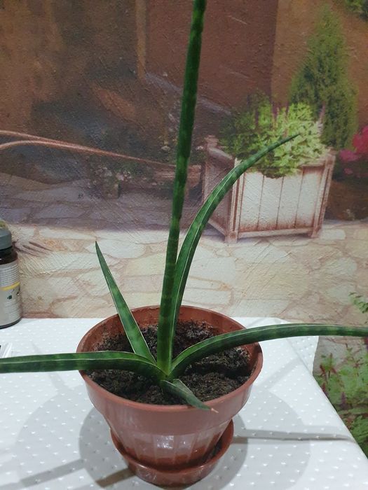 Комнатные цветы 2 вида