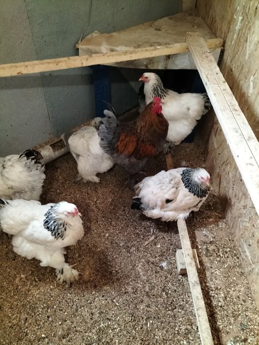Продаю куры брама