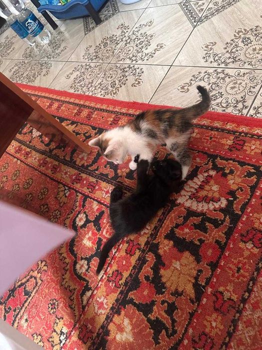 Котята, отдам в хорошие руки