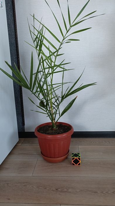 Пальма финиковая.