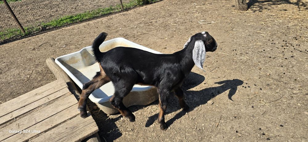 Vând sau schimb iezi