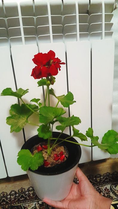 Gira/гира xonaki gul