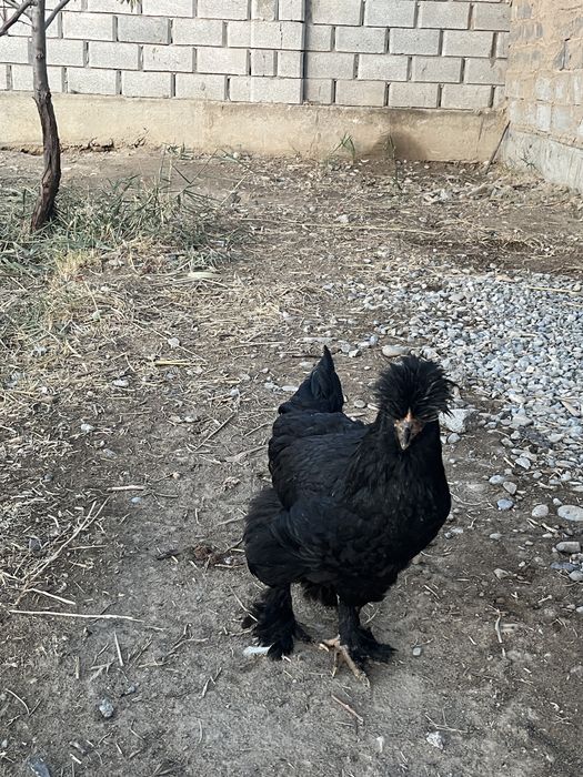 Жоғары сапалы порно секске мәжбүр