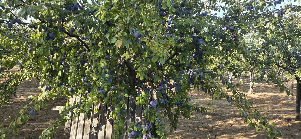 Prune pentru tuica