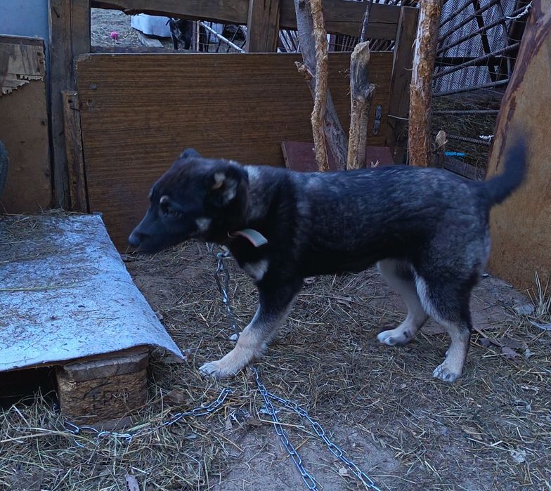 Отдам в добрые руки