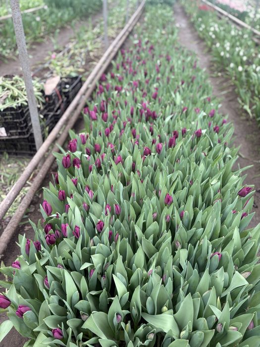 Голанские тюльпаны