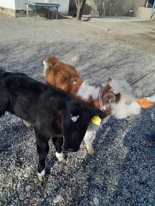 Ургашы бузаулар сатылады