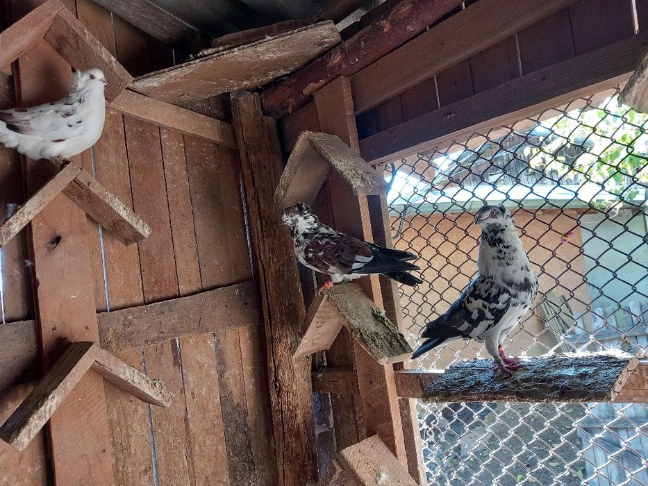 Vând sau schimb jucatori de amara