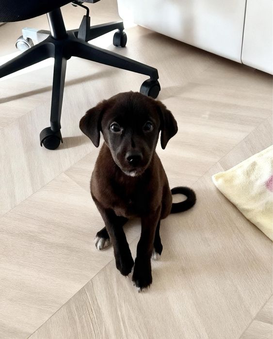 Потерялась собака-щенок на чиланзаре 19! Помогите найти!