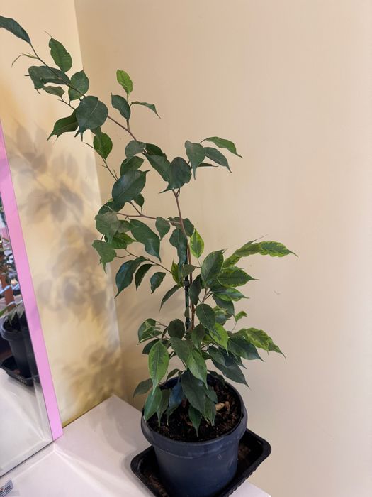 Фикус бенджамина