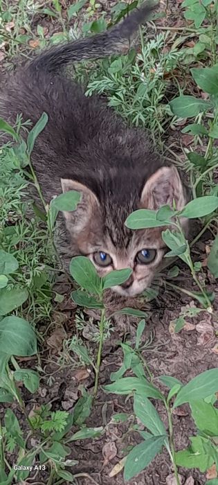 Отдам котёнка в добрые руки