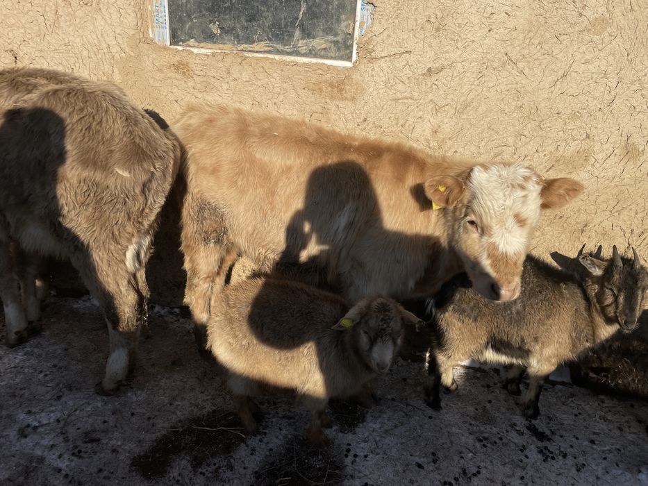 Баспактар сатылады