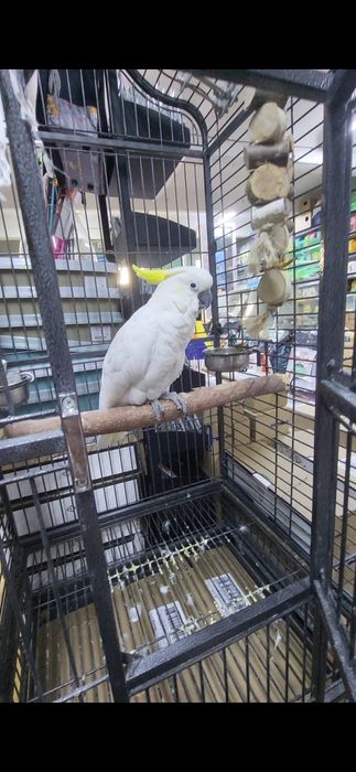 Какаду жёлтохохлый попугай