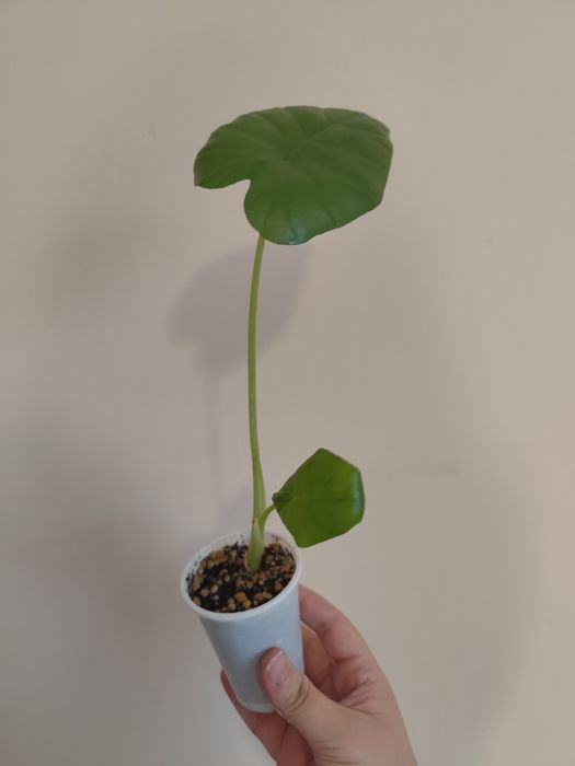 Алоказия отростки