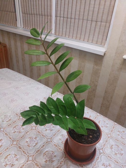Комнатные    цветы