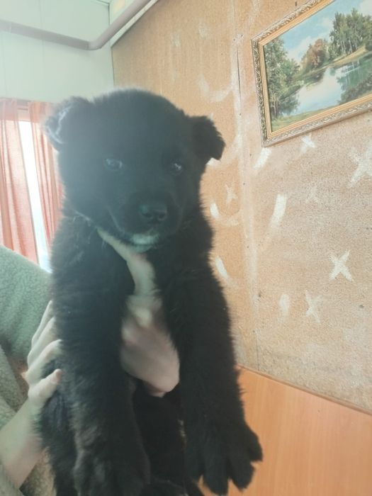 Отдам маленького щеночка