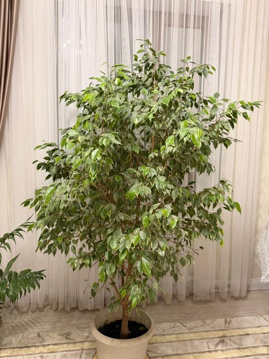 Цветы, гүлдер. Жақсы күтүмдегі гүлдер.