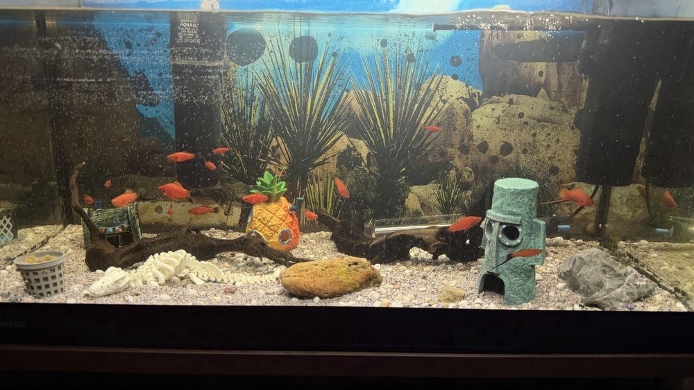 Vand/schimb acvariu complet echipat