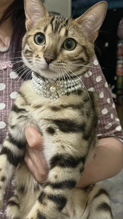 Бенгальский котенок