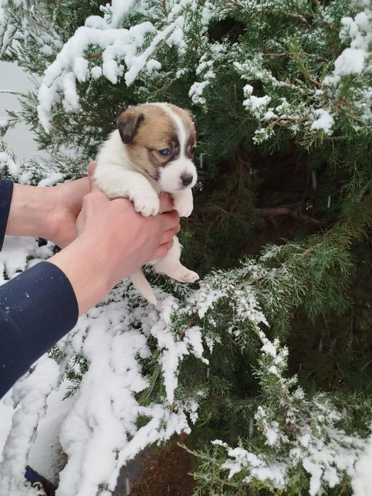 Джек Рассел терьер