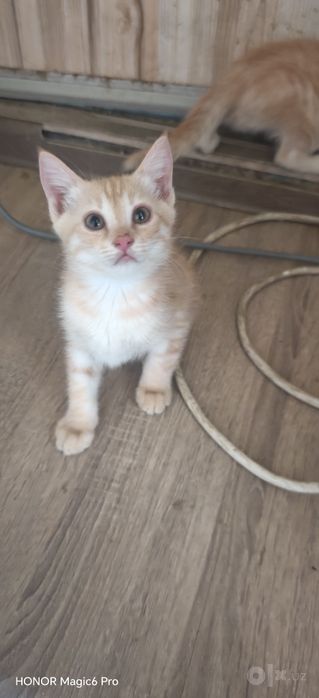 Отдам котят тем кто действительно нуждается в добрые руки . Котятам