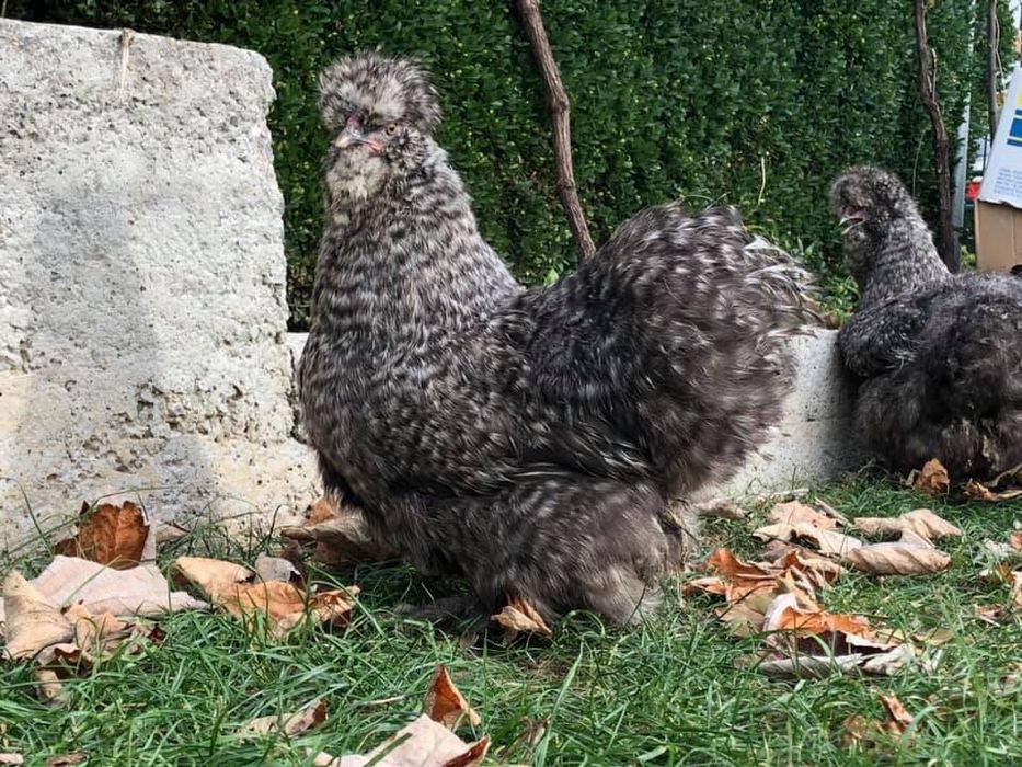 Продавам яйца и пилета от Копринките на снимките