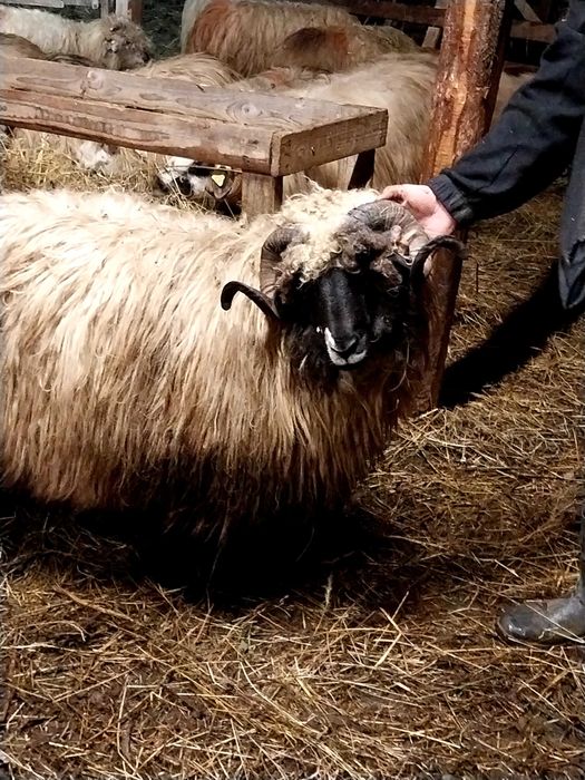 Vand berbec stramior