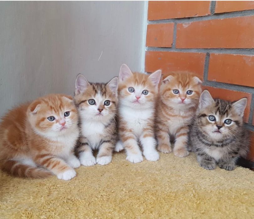 Шотландские котяточкиии!