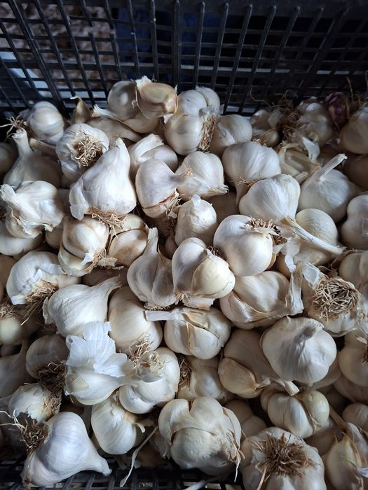 Samanta de usturoi romanesc Catei desfacuti pentru plantare
