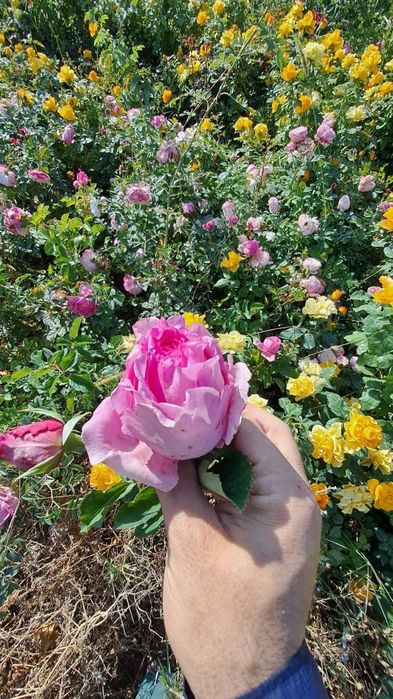 Atirgullar xarxil rangidan bor