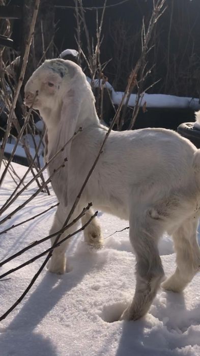 Продам козлёнка ЧП гулаби