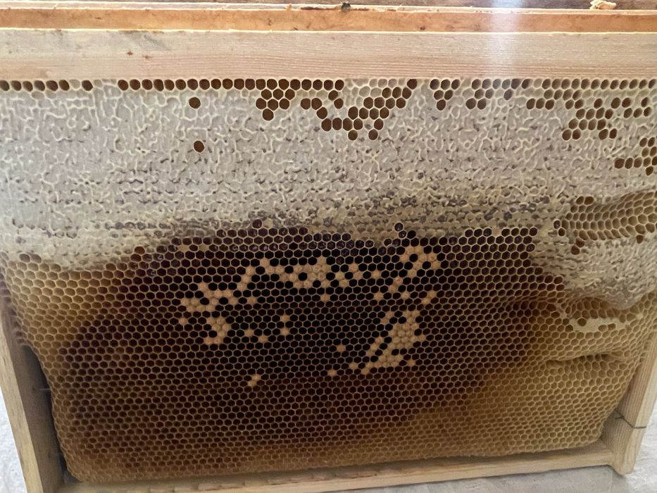 Asal tabiyy kiyik o’ti asli