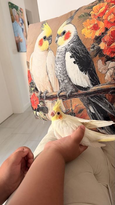 Doi pui nimfa foarte cumintei