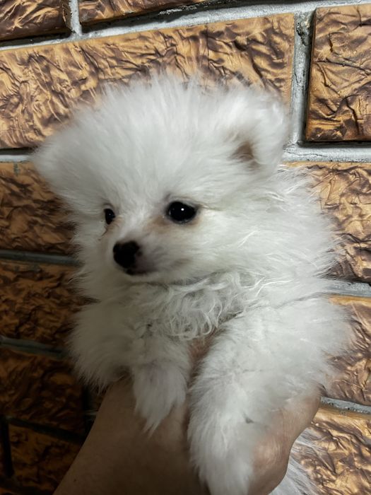 Шпицы немецкие девочки