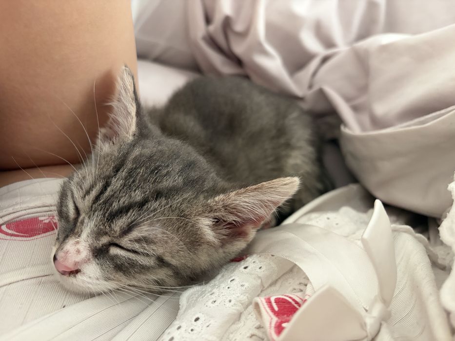 Котенок мальчик отдам в добрые уроки